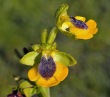Ophrys lutea, Spain