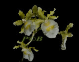 Oncidium fuscatum alba