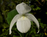 Cyp. ventricosum forma alba