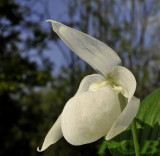 Cyp. ventricosum forma alba