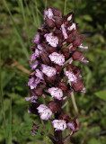 Orchis purpurea