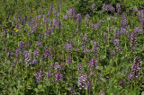 Orchis purpurea habitat