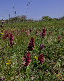 Steenrode orchis, Dactylorhiza incarnata vorm coccinea habitat