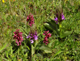 Steenrode orchis, Dactylorhiza incarnata vorm coccinea met D.praetermissa