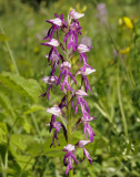 Orchis xspuria, antrhopophorum x militaris