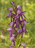 Orchis xspuria, anthropophorum x militaris