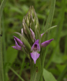 Dactylorhiza praetermissa junialis ssp. intacta