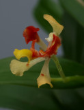 Oncidium coloratum, 1 cm