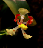 Oncidium coloratum, 1 cm
