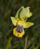 Natural hybrid, phryganae x sicula 1
