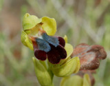 Ophrys iricolor