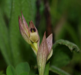 Serapias parviflora