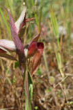 Serapias, natural hybrid, lingua x orientalis