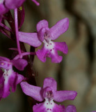Orchis anatolica x quadripunctata