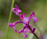 Anacamptis boryi, Griekenland, Greece