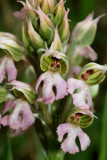 Neotinea conica, Griekenland-Greece