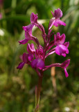 Anacamptis morio ssp. picta