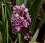 Neotinea tridentata, Kreta-Crete