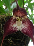 2_0_Orchids at Jardin Botanical de Quito.JPG