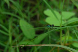 4_3_Damselfly spp.JPG