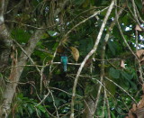 6_7_Western White-tailed Trogon.JPG