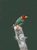 Red-headed Barbet 011310-4j Tandaypa