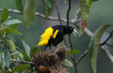 Yellow-rumped Cacique 012210-1j Sani