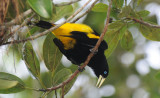 Yellow-rumped Cacique 012210-3j Sani
