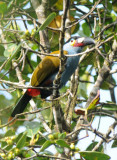 Plate-billed Mountain Toucan 011410-3j Tandaypa