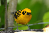 Golden Tanager 011010-2j Satchatina