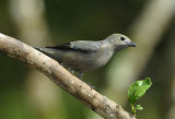 Palm Tanager 011210-1j Puerto Vicente