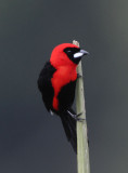 Masked Crimson Tanager 012210-3j Sani