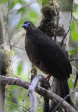 Sickle-winged Guan 011110-1j Angel's
