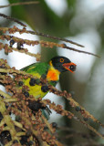 Orange-breasted Fruiteater 011310-4j Tandaypa
