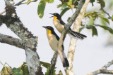 Black-capped Donacobius 012010-2j Sani