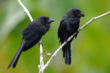 Smooth-billed Ani 011910-5j Sani