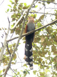 Squirrel Cuckoo 011410-1j Tandaypa