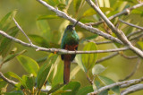 White-chinned Jacamar 011910-1j Sani