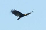 Yellow-headed Vulture 012010-1 Sani