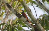 Long-billed Woodcreeper 011910-1j Sani