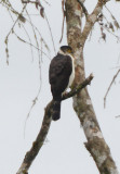 Collared Forest Falcon 011510-1j Tandaypa