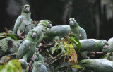 Mealy Amazon Parrot 012010-4j Yasuni