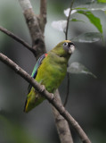 Scarlet-shouldered Parrotlet 012010-2j Yasuni