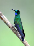Green-crowned Brilliant 010910-5j Septimo Paraiso