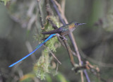 Violet-tailed Sylph 011110-1j Angel's