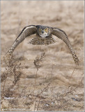 Great Horned Owl (captive)