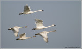 Trumpeter Swan