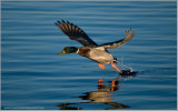 Male Mallard Lift off