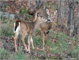 White-tailed Deer