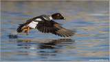 Common Goldeneye Racing 4